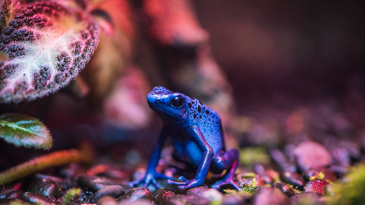 dart frog