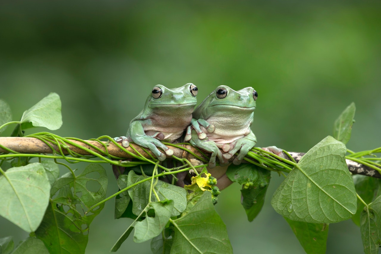 whites tree frogs
